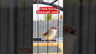 Download lagu Pancingan Ciblek Untuk Terapi Ciblek Macet #ciblekkristal #cibleksemi #ciblek mp3