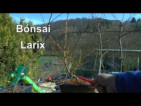 Bonsai Lärche Erstgestaltung Stammführung, Apfelbaum Bonsai schneiden, Hainbuche Überlegungen