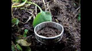preview picture of video 'metal detecting Locodigger 2 day hunt at Kinmount fairgrounds old coins sterling silver ring'