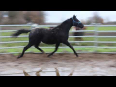 Diamond Little Totilas Junior - FOR SALE - Rappe Dressur Hengst - Sputnik - Duir Ask Ichschi