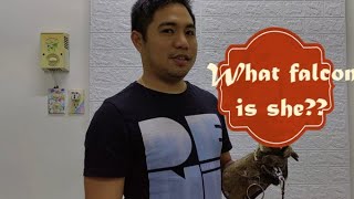 I have a new falcon.. what do you think she is?