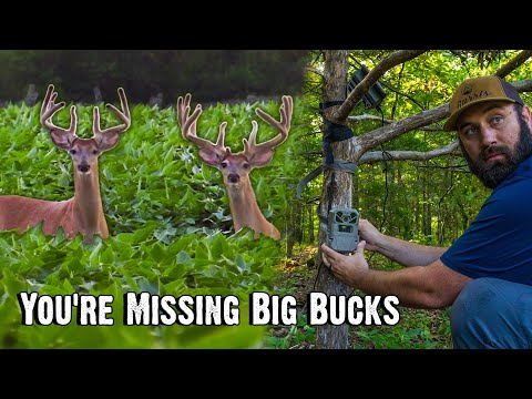 Trail Camera Mistakes That Cost You Big Bucks (Do This in July!)
