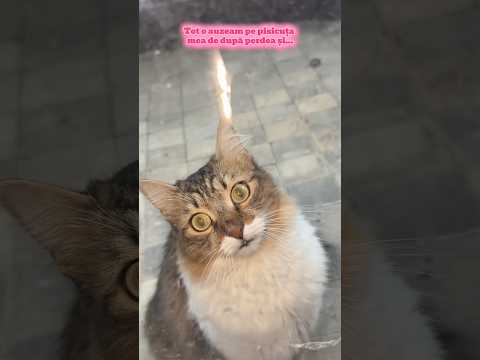 Am prins-o 🤭🤣🤣 #ella #pisica #mamaiminlovewithacriminal
