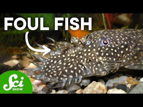 Why These 7 Fish Are So U.G.L.Y.