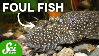 Why These 7 Fish Are So U.G.L.Y.