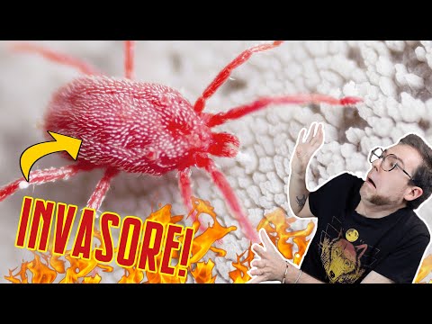 What are RED SPIDERS???