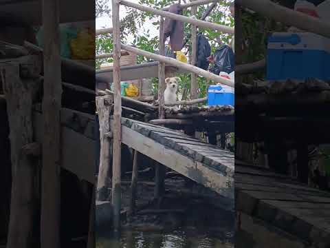27 de julho de 2026 coruripe Maceió Alagoas  rio #pescaria