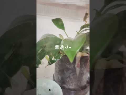 スベリヒユカエル 植物