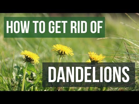 , title : 'How to Get Rid of Dandelions (4 Easy Steps)'