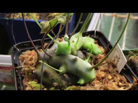 Fall Lowland Greenhouse Tour: Orchids Carnivorous Plants and More