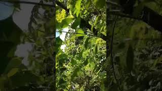 Download lagu suara pikat paling ampuh konin ribut mp3 Download lagu suara pikat paling ampuh konin ribut mp3