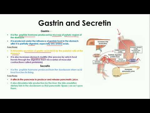 Gastrin and Secretin | Gut hormone | Coordination and control
