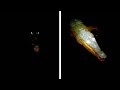 Crocodile S Eyes And Jaw Shine As Man Approaches River
