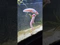 Axolotls Breeding