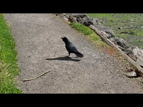 American crow - defending food, caching, rattle call