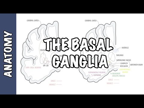 Anatomía clínica de los ganglios basales