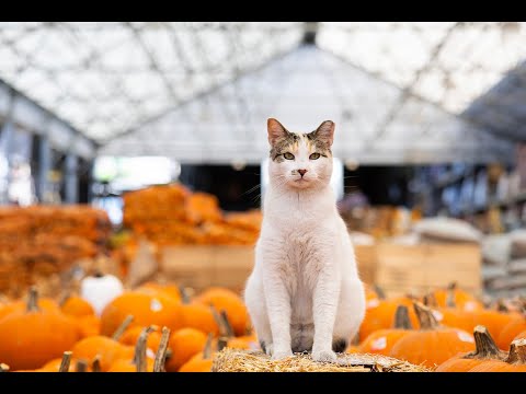 Michael Sida talks about Francine the Lowes cat