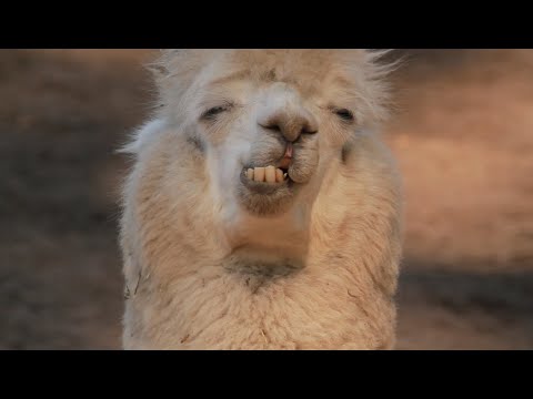 Mountview Alpaca Farm