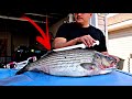 The EASIEST Way To Fillet A Striper Striped Bass