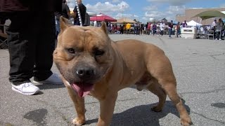 preview picture of video 'BAKERSFIELD'S FIRST AMERICAN BULLY SHOW'