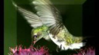 ♪ Geraldo Azevedo - Sabor Colorido/Moça Bonita ♫