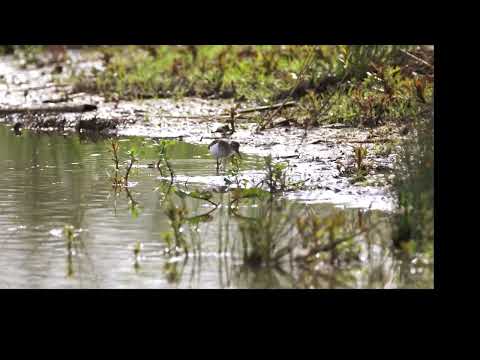 The Common Sandpiper