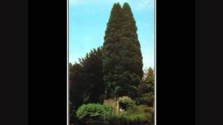 JOHN FOXX - EUROPE AFTER THE RAIN. avi