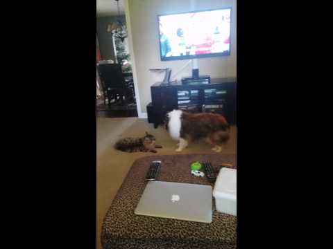 Sheltie fights siberian cat