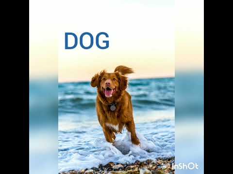 Learning animals in finnish