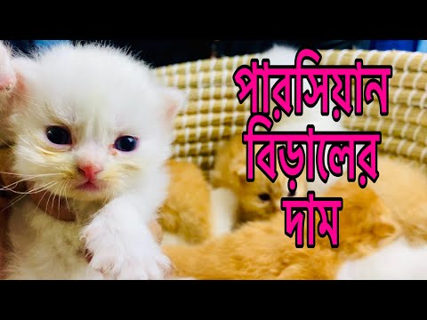 Persian Cat Price In BD | Persian Cat For Sale | Triple Coat Persian Kitten | Punch Face Persian Cat