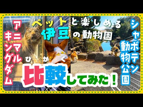 YouTube動画を再生