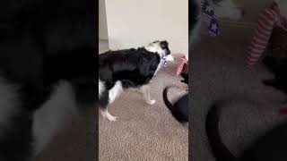 Video preview image #1 Chihuahua-Unknown Mix Puppy For Sale in Alexandria, KY, USA