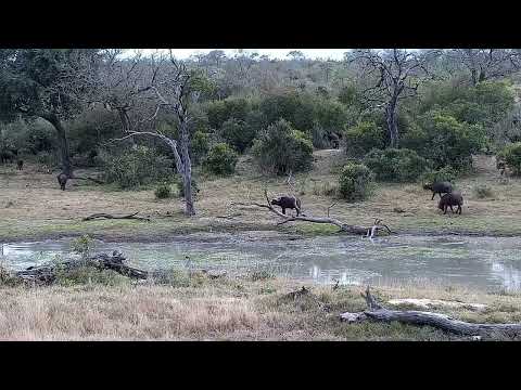 Djuma: Buffalo herd-Pt:2 with Fish Eagle also - 07:54 - 07/25/2022