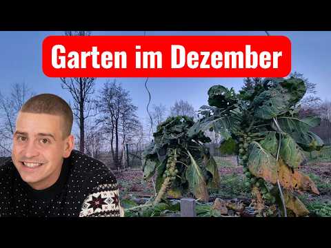 A garden tour in December! What's still growing?