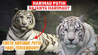 Download lagu The White Tiger: The King of Tigers? Why Is It White? Here Are the True Facts About White Tigers! mp3