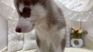 シベリアンハスキーの動画01