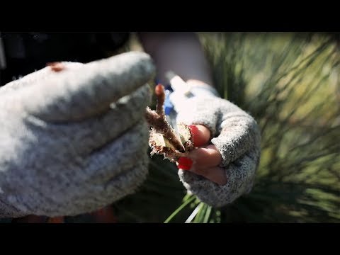 Top Grafting Saves Years in Forestry Research