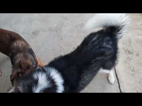 my dog is really sick