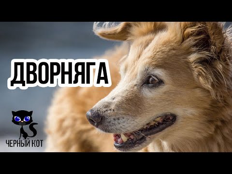 ✔ Почему дворняга не хуже породистой собаки?