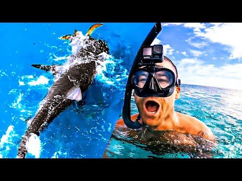 TIGER SHARK VS TURTLE Nature Is AMAZING - Ep 282