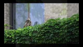 Ode to the D brood: A tribute to Cornell's Red-tailed Hawk 2013 family