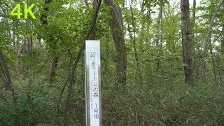 4K 60P Japan trip Sayama Hills(Totoro Forest) the movie “My neighbor Totoro” 狭山丘陵 トトロの森