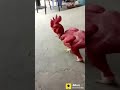 Aisa Murga Apne Phle Kabhi Nahi Dekh Hoga