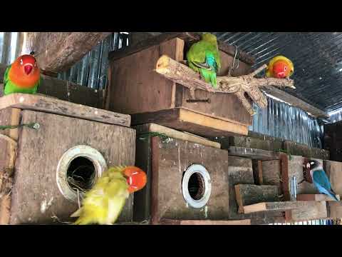 Lovebird Sounds | 4 Hour Lovebirds Sounds ❤️ 🦜#lovebirds #parrotlover #birdsounds