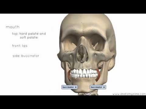 Introduction to the Digestive System Part 1 - Mouth and Pharynx - 3D Anatomy Tutorial