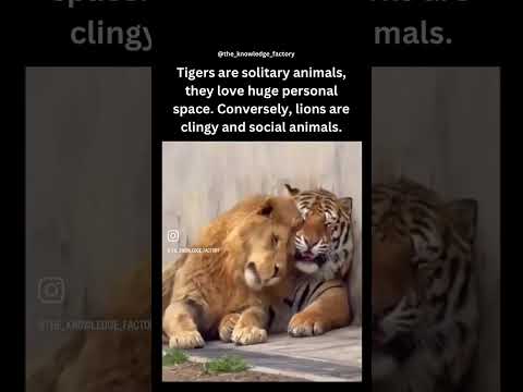 Lions and tigers and cuddles oh my!