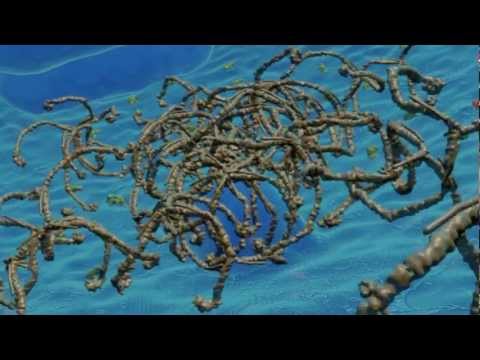 Clathrin Mediated Endocytosis by InYoung Yoon