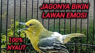 Download lagu SIRTU GACOR SUARA VARIASI MENANTANG LAWAN BUNYI 100% JAGONYA BIKIN SIRTU GACOR EMOSI mp3