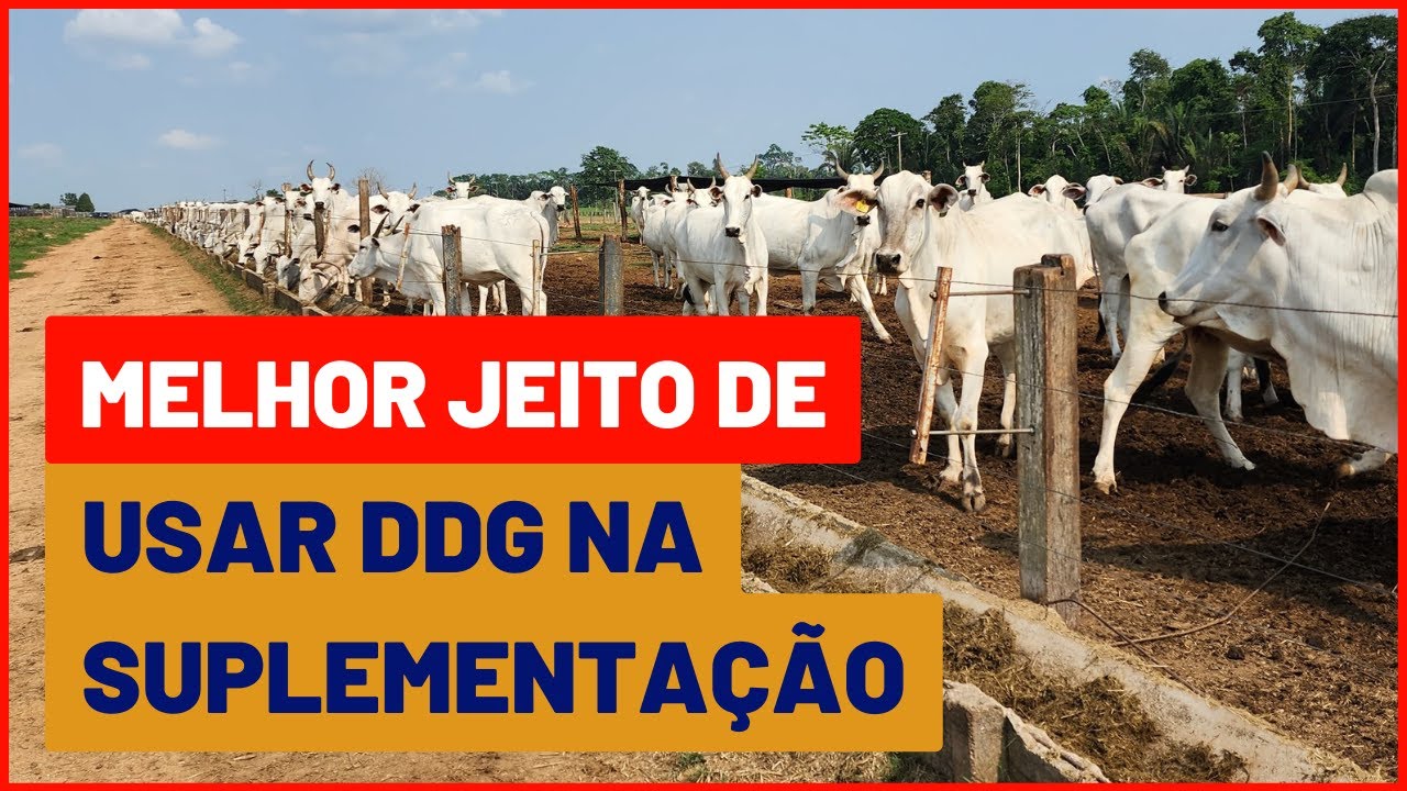 Manual completo do DDG o substituto do FARELO DE SOJA