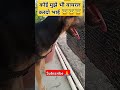 10k Views please #short#vedio#viral#vedio#pet#animal#dog#lover#like#comment#share##